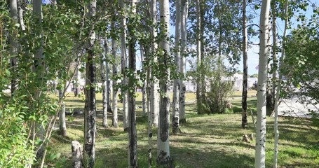 Fort Bridger Mountain Man rendezvous aspen trees tents. 19th century fur trading outpost on Oregon, California, and Mormon Trail. Pioneer, wilderness, camping and old trapper skills.