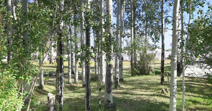 Fort Bridger Mountain Man rendezvous aspen trees tents. 19th century fur trading outpost on Oregon, California, and Mormon Trail. Pioneer, wilderness, camping and old trapper skills.