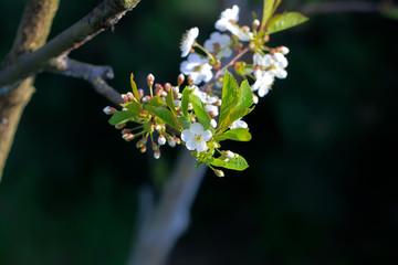 Blooming cherry tree in the garden. Cherry flowers close up.