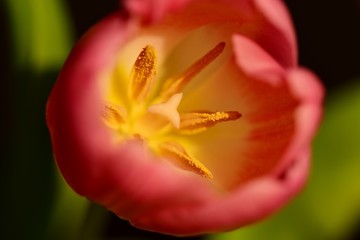 pięknie rozkwitnięty tulipan