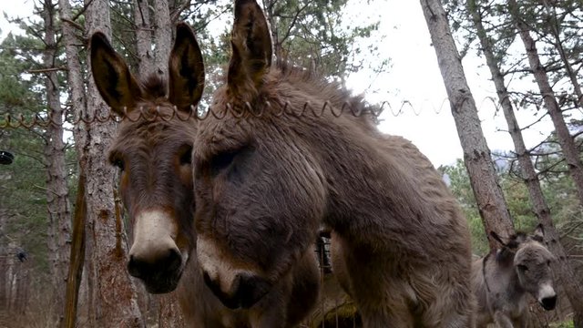 donkeys looking into the camera low angle shot located in a pine tree woods