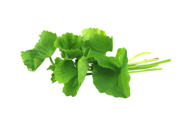 Pile of Green Centella asiatica isolated on white background with clipping path..