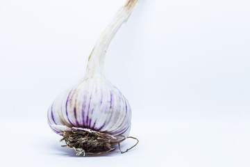 Whole Garlic bulb on white background