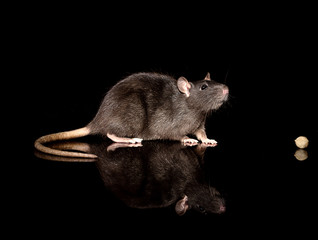 portret of a gray domestic rat on a black background