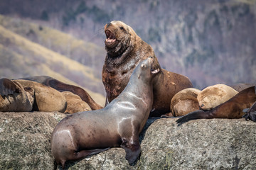 Fototapeta premium Sea lions onshore, Sakhalin island, Russia.