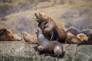 Fototapeta premium Sea lions onshore, Sakhalin island, Russia.