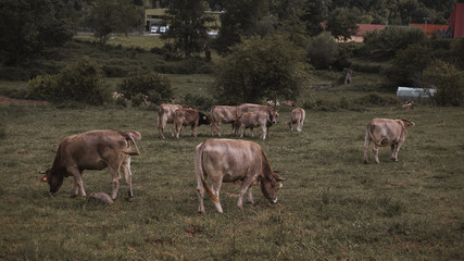 Obraz na płótnie Canvas Vacas marrones en el campo verde 
