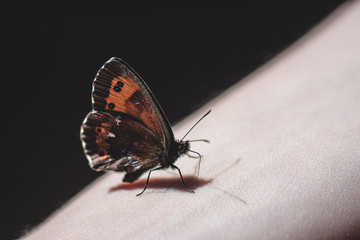 Mrs. Butterfly