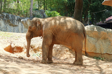 Young Asian Elephant Standing on the Ground
