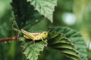 Mrs. Grasshopper