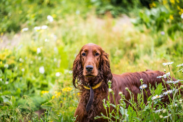 Dog Irish Setter