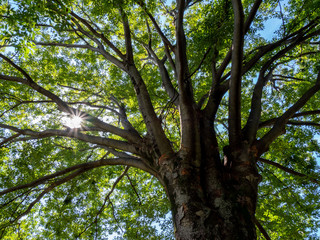 大きな欅の木と差し込む光