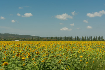 Field of sunflowers with clear blue sky on background
