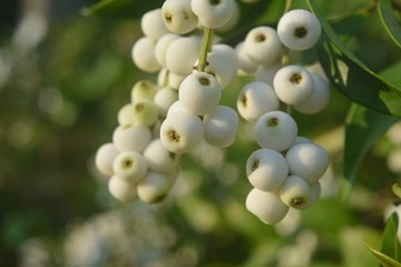 White wild fruit in the northeast region of Thailand.