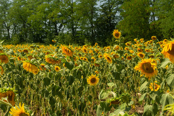 Obraz premium Field of sunflowers with trees on background