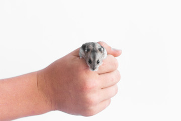 Christmas card 2020. New Year calendar 2020, New Year 2020 - year of the rat