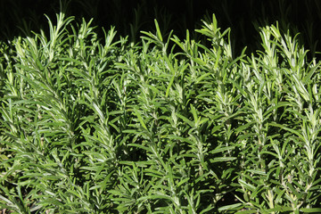 Rich rosemary herbs , isolated, dark background.
