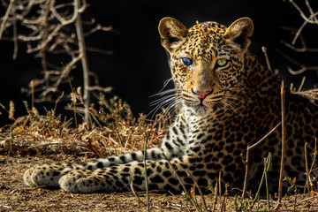 Spectacular Leopard with injured blind eye on the ground
