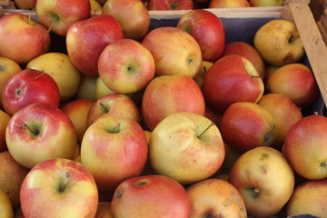 Rich harvest of authentic fresh braeburn apples. 