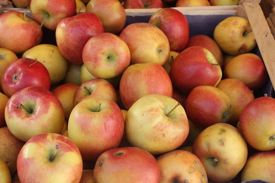 Rich harvest of authentic fresh braeburn apples. 