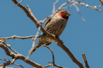 Amadine à tête rouge,.Amadina erythrocephala, Red headed Finch, Afrique du Sud