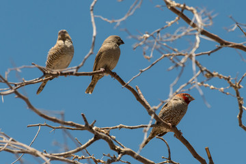Amadine à tête rouge,.Amadina erythrocephala, Red headed Finch, Afrique du Sud