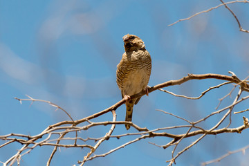 Amadine à tête rouge,.Amadina erythrocephala, Red headed Finch, Afrique du Sud