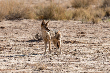Chacal à chabraque, Canis mesomelas, Afrique