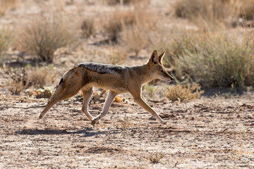 Chacal à chabraque, Canis mesomelas, Afrique