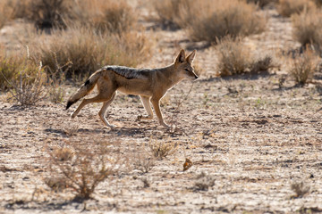 Chacal à chabraque, Canis mesomelas, Afrique