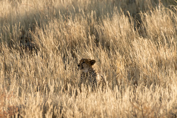 Guépard, cheetah, Acinonyx jubatus, Parc national du Kalahari, Afrique du Sud