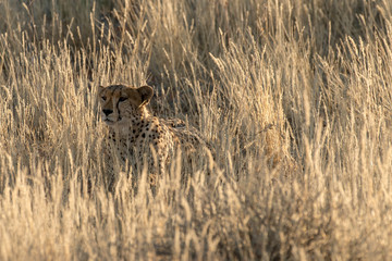 Guépard, cheetah, Acinonyx jubatus, Parc national du Kalahari, Afrique du Sud