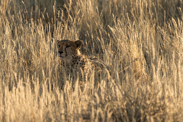 Guépard, cheetah, Acinonyx jubatus, Parc national du Kalahari, Afrique du Sud