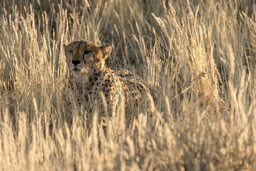 Guépard, cheetah, Acinonyx jubatus, Parc national du Kalahari, Afrique du Sud