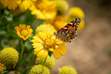 Beautiful butterfly on the flower