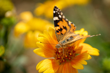 Obraz na płótnie Canvas Beautiful butterfly on the flower