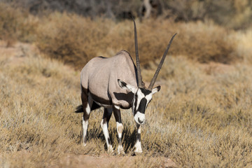 oryx gazelle, gemsbok, Oryx gazella, Parc national Kalahari, Afrique du Sud