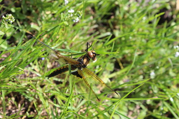 Dragonfly on a branch in the forest