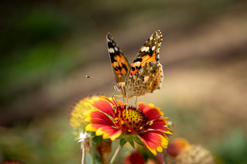 Butterfly on the flower