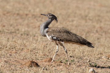 Outarde kori, parades, Ardeotis kori, Kori Bustard, Afrique du Sud