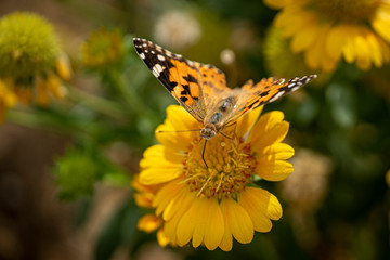 Beautiful butterfly on the flower
