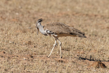 Outarde kori, parades, Ardeotis kori, Kori Bustard, Afrique du Sud