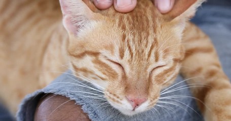 The man rubbed the red cat's head, Cats play with men's hands, cute pets.