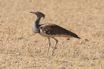 Outarde kori, parades, Ardeotis kori, Kori Bustard, Afrique du Sud