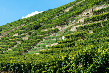 Steillagenweinbau bei Lauffen am Neckar