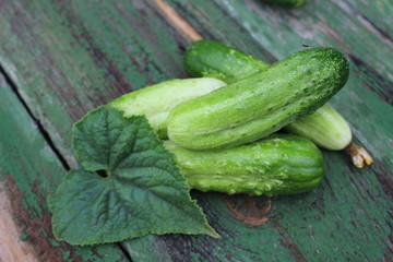 Organic green cucumbers on the background of boards