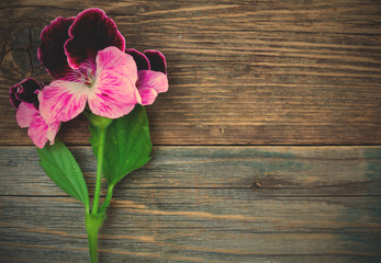 Fototapeta na wymiar geranium flower on a background of aged board