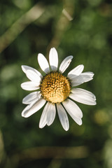 Close daisy