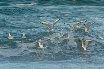 Seagulls playing on the waves. 