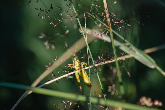 Green Grashopper